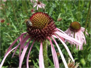 Miere Echinacea