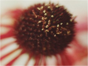 Miere Echinacea