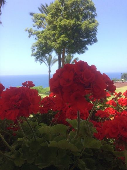 Luna de miere in Tenerife, casa turismului