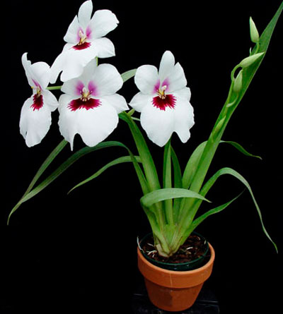 Miltonia грижи у дома