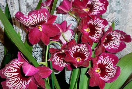 Miltonia грижи у дома