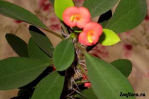 Euphorbia milii ellátás, szaporítás, metszés, vásárolni mag - otthoni virágok