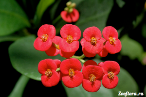 Euphorbia milii ellátás, szaporítás, metszés, vásárolni mag - otthoni virágok