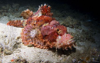 Sea monștrii din Thailanda știu de cine să se teamă de