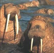 Arcuri moluște odobenus rosmarus linnaeus walrus