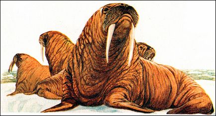 Морж (odobenus rosmarus) морж, зовнішній вигляд опис розмір вага забарвлення поширення ареал міграція