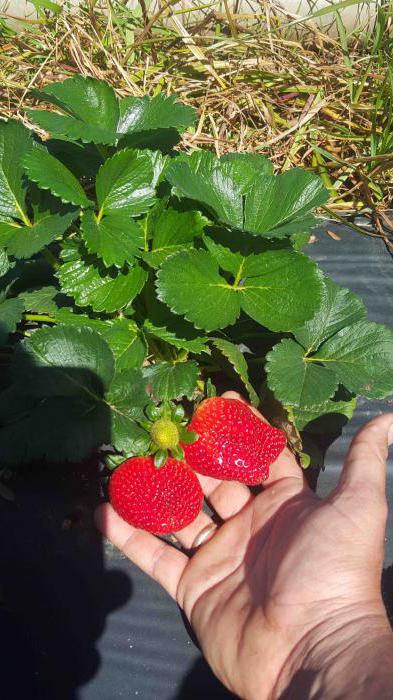 Este posibil să se planteze căpșuni următoare de diferite soiuri de plantare căpșuni reguli