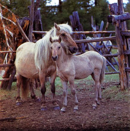 Cresterea carnii in 1988