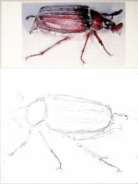 Desenați Beetle mai