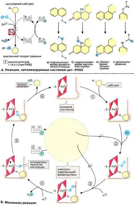 Încălcarea funcției antitoxice hepatice - afectarea funcției hepatice