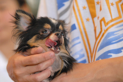 Taiwan va interzice mâncarea pisicilor și politicii de câini pace