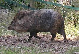 Szokatlan, elképesztő pékek - Piggy csapat szerelmeseinek (pék) Szokatlan, elképesztő pékek - Piggy klub szurkolók