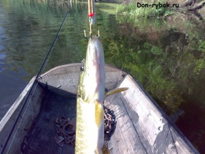 Linia de pescuit invizibilă (fluorocarbon), pescuit pentru Don