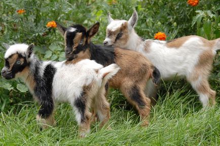 Нігерійська карликова коза, світ тварин і рослин