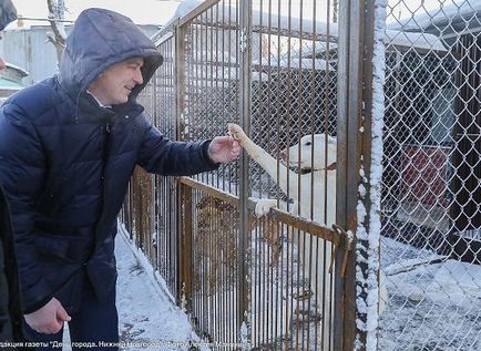 Новий притулок для бездоглядних собак і кішок відкрився в Нижньому Новгороді