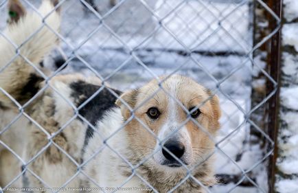 Un nou adăpost pentru câinii și pisicile neglijate a fost deschis la Nijni Novgorod