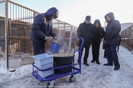 Новий притулок для бездоглядних собак і кішок відкрився в Нижньому Новгороді