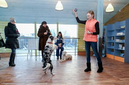 Новий притулок для бездоглядних собак і кішок відкрився в Нижньому Новгороді