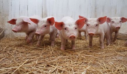 Огляд небезпечних інфекційних хвороб у свиней ауески, паратифи та інші