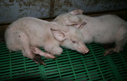 Огляд небезпечних інфекційних хвороб у свиней ауески, паратифи та інші