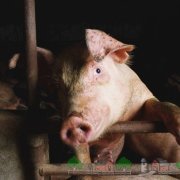 O trecere în revistă a bolilor infecțioase periculoase la porcii aueski, paratifoizi și alții