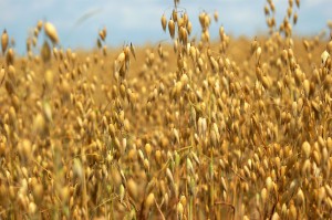 Revizuirea culturilor principale de cereale și nealimentare în creșterea plantelor moderne - SELHOSTORTAL