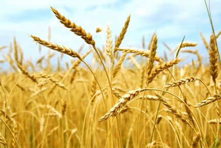 Revizuirea culturilor principale de cereale și nealimentare în creșterea plantelor moderne - SELHOSTORTAL