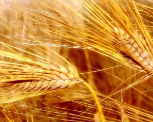 Felülvizsgálata jelentős gabonafélék és nem élelmiszer növénytermesztés a modern - celhozportal