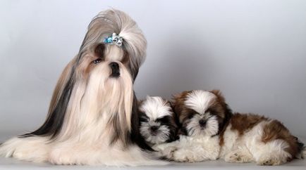 Privire de ansamblu asupra câinilor de rasa Shih Tzu de specii standard, conținut și fotografii ale animalelor de companie