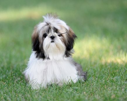 Privire de ansamblu asupra câinilor de rasa Shih Tzu de specii standard, conținut și fotografii ale animalelor de companie