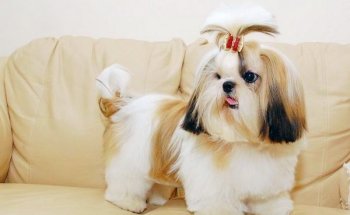 Privire de ansamblu asupra câinilor de rasa Shih Tzu de specii standard, conținut și fotografii ale animalelor de companie