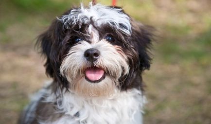 Privire de ansamblu asupra câinilor de rasa Shih Tzu de specii standard, conținut și fotografii ale animalelor de companie