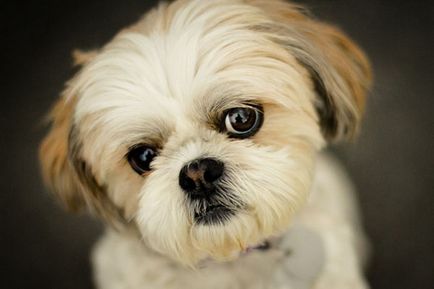 Privire de ansamblu asupra câinilor de rasa Shih Tzu de specii standard, conținut și fotografii ale animalelor de companie