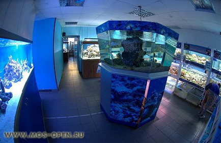 Oceanarium 