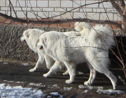 Despre noi - câine de munte pirenean, există cățeluși