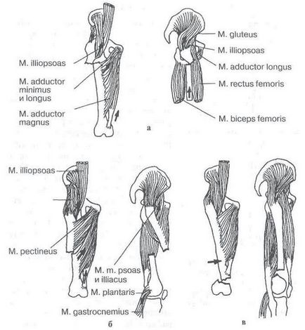 Tratamentul operativ al fracturilor închise ale oaselor tubulare lungi