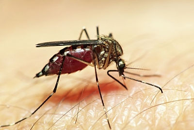 Umflarea ochilor de la o muscatura de tantar la un copil ce sa faca