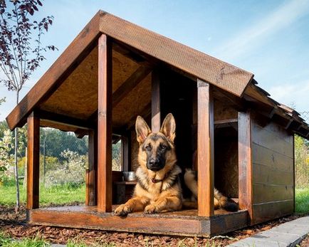 Оригінальні будиночки для собак