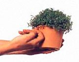 Erori la udare - plante și flori de interior - descriere și sfaturi privind îngrijirea (spun ei) Erori la udare - plante și flori în interior - descriere și sfaturi pentru îngrijire