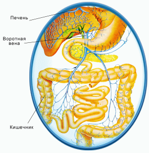 Principalele funcții ale ficatului din corpul uman sunt detoxicare, antitoxică, digestivă,