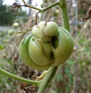 Caracteristicile roșiilor - tomate de cultivare într-o seră