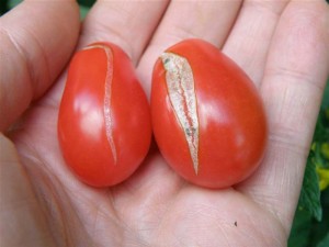 Caracteristicile roșiilor - tomate de cultivare într-o seră