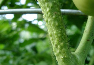 Caracteristicile roșiilor - tomate de cultivare într-o seră