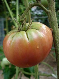 Caracteristicile roșiilor - tomate de cultivare într-o seră