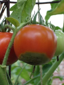 Caracteristicile roșiilor - tomate de cultivare într-o seră