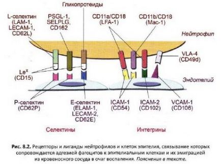 Особливості вродженого імунітету - все про тваринництво