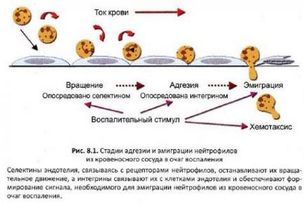 Особливості вродженого імунітету - все про тваринництво