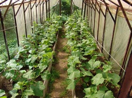Какво определя доходността на краставици в оранжерията
