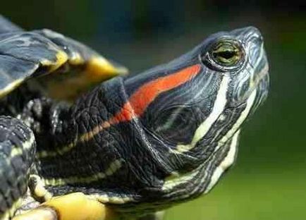 Otita în broasca țestoasă roșie