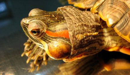 Отит у красноухой черепахи як лікувати, причини виникнення